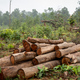 Tree-felling continues around Parsa East and Kanta Basan.